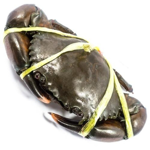 Crabe royal congelé / crabes royaux des neiges / pattes de crabe royal - Product Image 5