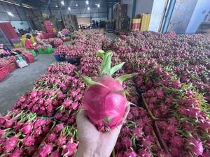 Calidad de exportación Fruta del Dragón de Vietnam Carne blanca 9kg Embalaje de cartón 350 a 550 gramos cada uno - Product Image 6