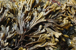 Fresh Bladderwrack Seaweed (Fucus Vesiculosus) for Food, Cosmetics & Herbal Applications - Product Image 2