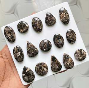 TURRITELLA Gemstone Brown Agate Cabochon Polished Agate Loose Stone Mixed Shape Agate Cabochons Coquina Shell Agate Ag - Product Image 5