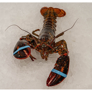 High Quality Lobsters for Supermarket Chains Seafood Retailers and International Distribution Networks - Product Image 6