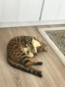 Juguete Natural de Lufa para Mascotas, Ecológico, para Perros y Gatos, Juguete Masticable para Limpiar los Dientes, en Forma de Hueso de Oso, Venta al por Mayor, ANGLE - Product Image 6