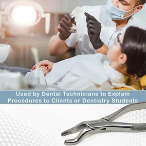 Pinzas Dentales de Acero Inoxidable Alemán de Alta Calidad, Alicates Manuales para Extracción de Dientes para Dentistas, Instrumentos Quirúrgicos - Product Image 3