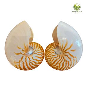 Concha de Nautilus de Lujo, Concha Espiral Inspirada en el Océano, Decoración Coleccionable, Regalo Premium para Entusiastas del Arte Marino - Product Image 2