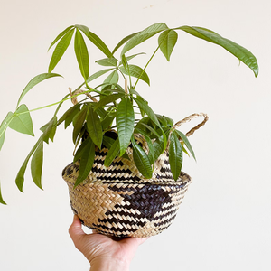 Premium Quality Seagrass Basket for Clothes Storage Foldable Woven Laundry Hamper Eco Friendly Home Organizer <b>Bin</b> <b>Large</b> Size - Product Image 3