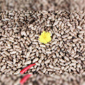 Graines de coton séchées de haute qualité 2026 en gros, humidité max. 10%, impuretés étrangères max. 1%, alimentation animale, durée de conservation 24 mois - Product Image 2