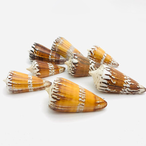 Vente en gros de coquillages naturels décoratifs pour aquariums et accessoires. - Product Image 3