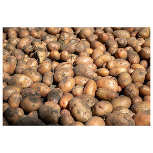 high quality cheap price professional export wholesalers <b>fresh</b> <b>potato</b> for sale Vegetable <b>Fresh</b> <b>Potato</b> <b>Fresh</b> <b>potatoes</b> - Product Image 5