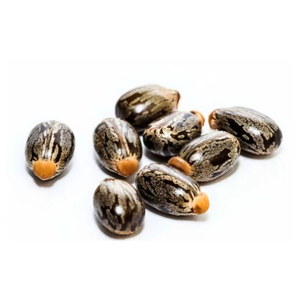 Graines de ricin séchées pures, source agricole naturelle d'huile de ricin pour les soins personnels et les utilisations industrielles - Product Image 1