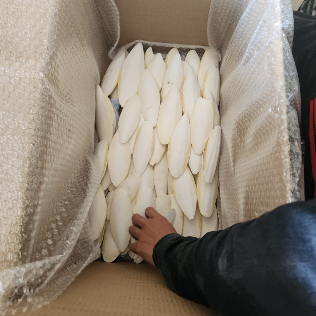 rainbow lorikeet food