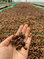 Honingproces Arabica Catimor Groene Koffiebonen Vietnam Oorsprong Specialiteit Kwaliteit Scherm 16 18 Maanden Houdbaarheid