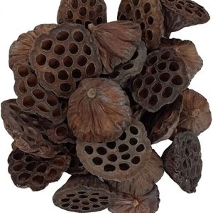 YAMUNA Cápsulas de Loto Secas, Decoración Ecológica para Acuarios, Escondite para Peces y Camarones, Decoración para el Hogar, Tamil Nadu, 7-9 cm - 10 Piezas - Product Image 4