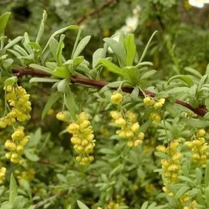 <strong>Phellodendron</strong> <strong>Chinense</strong> <strong>Schneid</strong>. <strong>Extract</strong> Berberine Natural Plant-Based Powder Skincare Healthcare Food Grade - Product Image 2