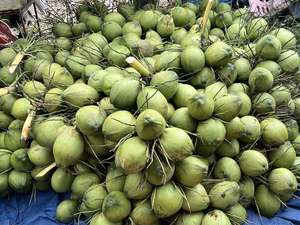 High Fat Coconut Milk Powder Vietnam Factory Manufacturer Premium Quality Rich Flavor for Cooking Baking and <b>Beverages</b> - Product Image 3