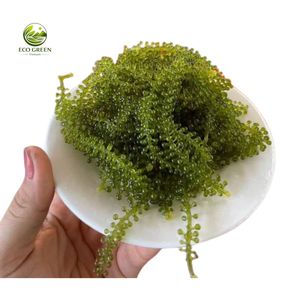 Snack de vigne de mer déshydratée de haute qualité, caviar vert salé, algues marines Umibudo, qualité export en vrac, snack d'algues en gros - Product Image 1