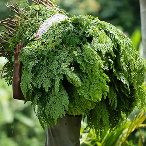 Polvo de Hoja de Moringa Orgánica en Oferta, Superalimento, Grado de Té, 100% Natural, Sin Aditivos, Venta al Por Mayor, Tamil Nadu Mesh - Product Image 5