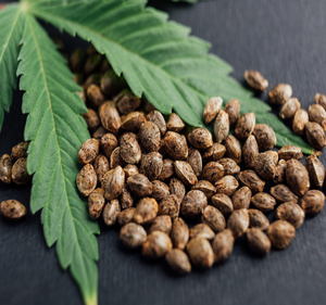 Graines de chanvre biologiques naturelles en gros, cœurs de chanvre décortiqués, fournisseur au meilleur prix - Product Image 3