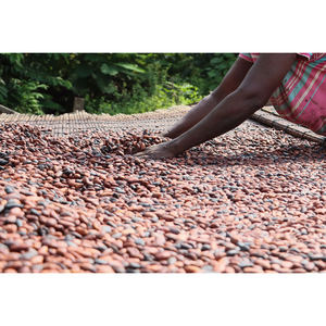 High Quality Cocoa Beans - Cacao Beans - Chocolate beans Best Quality Wholesale <b>For</b> <b>Sale</b> In Cheap Price - Product Image 5