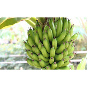 Bananes Cavendish vertes fraîches de qualité export, bananes brutes pour la distribution en gros et la consommation quotidienne - Product Image 4