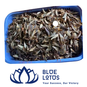 [HOT SELLING] Blue Lotus Farm Murex Operculum Seashell Nail <b>Shell</b> Raw Material for Fragrance Oil Incense Perfume Extract - Product Image 1