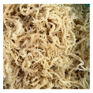 Algas Cottonii Secas: Solución de Exportación para Empresas de Ingredientes Alimentarios, Redes de Distribución y Pedidos al por Mayor - Product Image 1