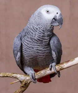 African Grey Parrot Live Birds for Breeding <b>Aviaries</b> Ornamental Bird Keeping and Wholesale Supplier - Product Image 1
