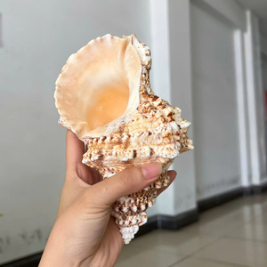 Premium Triton’s Trumpet Shell Natural <b>Large</b> Seashell for Decoration Vietnam Manufacturer Bulk Export Supply - Product Image 1