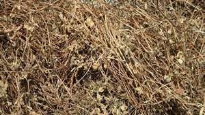 Hojas de hierba negra natural deshidratadas para la producción de alimentos saludables, calidad de exportación, empaquetado a granel disponible para la venta - Product Image 2