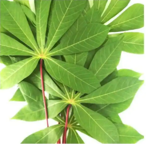 มันสำปะหลังสับแช่แข็งจำหน่ายจากร้านอาหารพร้อมโรงงาน - Product Image 2