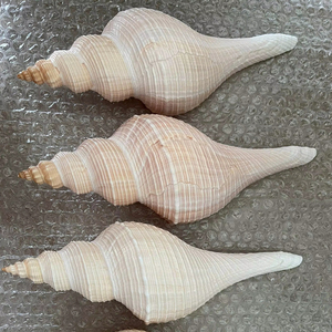 Conchas Blancas Naturales de Vietnam, Suministro al por Mayor de Conchas Marinas para Manualidades, Joyería y Decoración del Hogar - Product Image 1