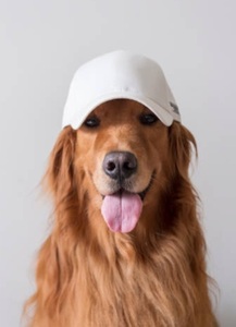 Gorra de sol impermeable de mezclilla negra transpirable con malla y visera, ajuste regulable, orificios para las orejas, diseño sólido para adultos, uso en exteriores - Product Image 5