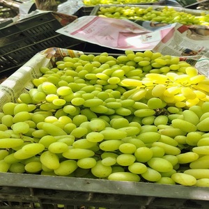 Uvas Verdes Sin Semillas de Vietnam |   Uvas Frescas y Crujientes para Venta al por Mayor y Exportación - Product Image 6