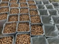Nueces de Anacardo Orgánicas Tostadas, Saladas y Cremosas, Precio al por Mayor, Premium, Sin Cáscara, en Lata Metálica de 10 kg, Suministro a Granel desde Vietnam