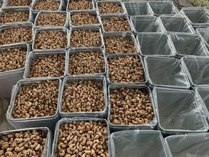 เม็ดมะม่วงหิมพานต์อบกรอบรสเค็มเนื้อเนียนแบบออร์แกนิก ราคาขายส่งพรีเมียมพิเศษ ไม่แกะเปลือก บรรจุกระป๋องโลหะ 10 กก. จากเวียดนาม จำหน่ายจำนวนมาก - Product Image 1