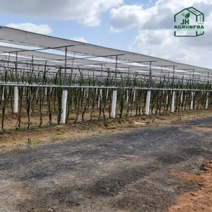 Estructura de Soporte para Fruta del Dragón con Red de Sombra para Cultivo Comercial en Huertos y Agricultura Climatizada - Product Image 2