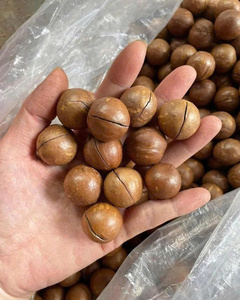 ถั่วแมคคาเดเมียธรรมชาติ ผลิตภัณฑ์ถั่วคุณภาพพรีเมียม สำหรับของว่าง เบเกอรี่ ขนมหวาน การแปรรูปอาหาร ขายส่ง ผู้ส่งออกเวียดนาม - Product Image 6