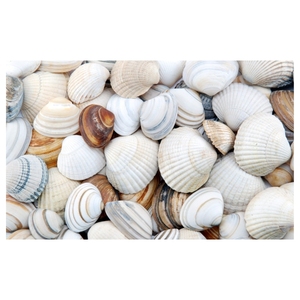 BEST SELLING High Quality Eco-Friendly Mixed Seashells Premium Sustainable Handmade Home Decor Ornaments Wholesale - Product Image 1