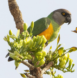 Premium NMF (PVT) LTD Senegal Parrots Live Birds From South Africa for Aviculture Breeding <b>Aviaries</b> and Ornamental Bird Supply - Product Image 2