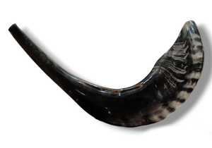 Shofar de Cuerno de Carnero Natural de Alta Calidad, Kosher, para Tocar en Rosh Hashanah, Pulido - Product Image 4