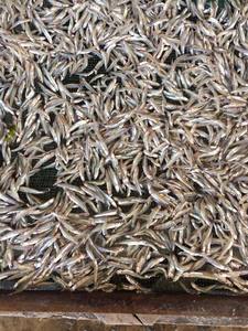 Anchois séchés de qualité export, fruits de mer du Vietnam, vente en gros en vrac - Product Image 2