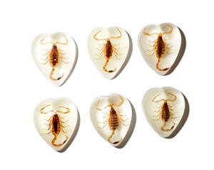 Scorpion doré, spécimen réel, cabochon en plastique en forme de cœur 17x21 mm, fond plat, pour artisanat et fabrication de bijoux - Product Image 1