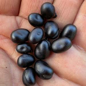 Haricots noirs biologiques d'Autriche, prix usine, vente chaude - Prix d'exportation compétitif, livraison rapide et prix de gros abordable - Product Image 5