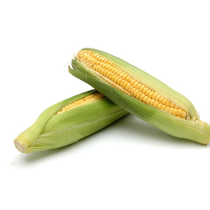 ผู้ส่งออกข้าวโพดเหลืองแบบขายส่ง ผู้จัดจำหน่ายบรรจุภัณฑ์ขนาดใหญ่ ข้าวโพดสดธรรมชาติสำหรับปศุสัตว์และสัตว์ปีก - Product Image 2