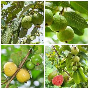 Hojas de Guayaba Secas Premium – Naturales, Saludables, de Grado Premium para Té y Uso Herbal // Mr.Tom - Product Image 2