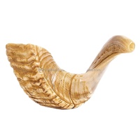 Nouveau Chofar Artisanal Casher en Corne de Kudu, Matériau Organique Poli, Étanche, pour la Religion, Yom Kippur, Juif, Chrétien
