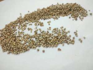 Reen Traders Mijo Verde No Modificado Genéticamente (Hara Bajra Pearl Millet) Grano Entero para Alimentación Animal y Consumo Humano, Larga Vida Útil - Product Image 2
