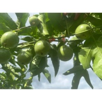 Nieuwe 10-14 stuks/kg Landbouw 100% Paarse Passievrucht Verse Zure vrucht Vietnam Hoge Kwaliteit Passievrucht