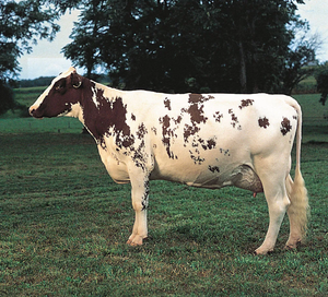 Ayrshire Dairy Cattle Breeding Animals for Bulk Orders and International Markets - Product Image 4