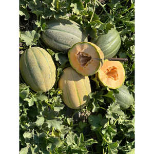 Graines de melon hybride F1 FB-LANA, rendement élevé, Brix 12-15%, sucré, récolte précoce 60-70 jours, peau filetée, chair orange - Product Image 1