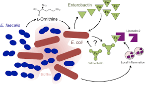 Marca IGC, Polvo de Streptococcus Faecalis de Alta Calidad, Grado Alimenticio, 5-100 Mil Millones de UFC/g, al Mejor Precio - Product Image 2